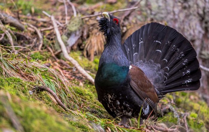 Federwild: Auerwild, Auerhahn - JAGD ÖSTERREICH informiert