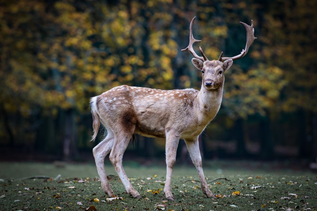 Schalenwild: Damwild, JAGD ÖSTERREICH informiert