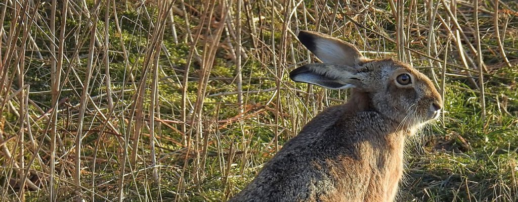 Hasenartige & Nagetiere: Feldhase, JAGD ÖSTERREICH informiert