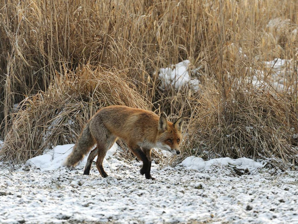 Raubwild - Fuchs