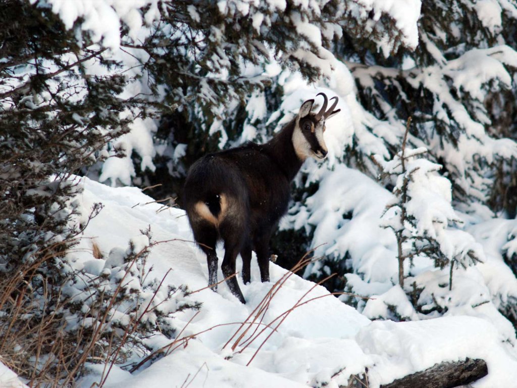 Schalenwild: Gamswild, JAGD ÖSTERREICH informiert