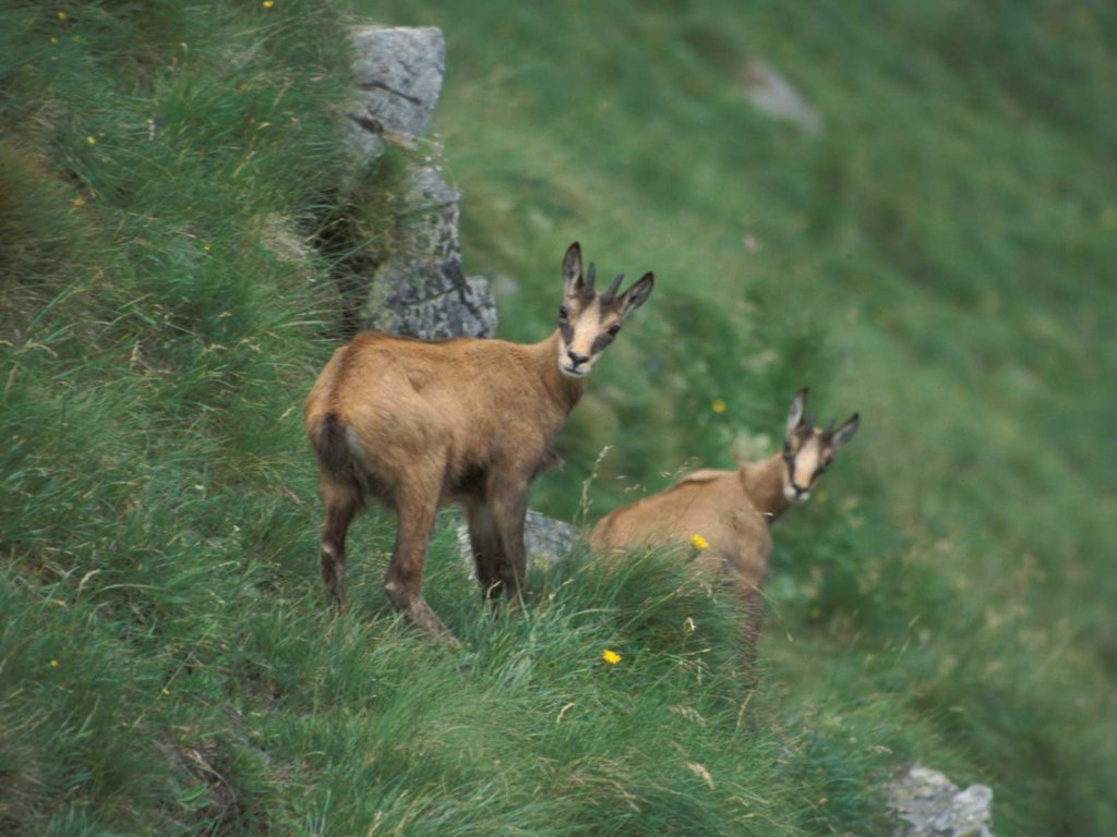 Schalenwild: Gamswild, JAGD ÖSTERREICH informiert