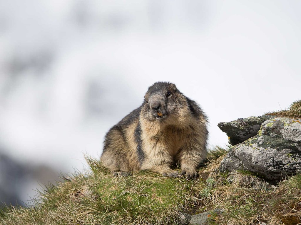 Hasenartige & Nagetiere: Alpenmurmeltier