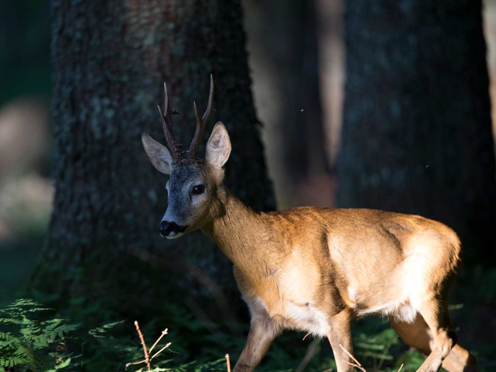 Schalenwild: Rehwild, JAGD ÖSTERREICH informiert