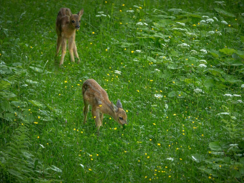 Schalenwild: Rehwild, JAGD ÖSTERREICH informiert