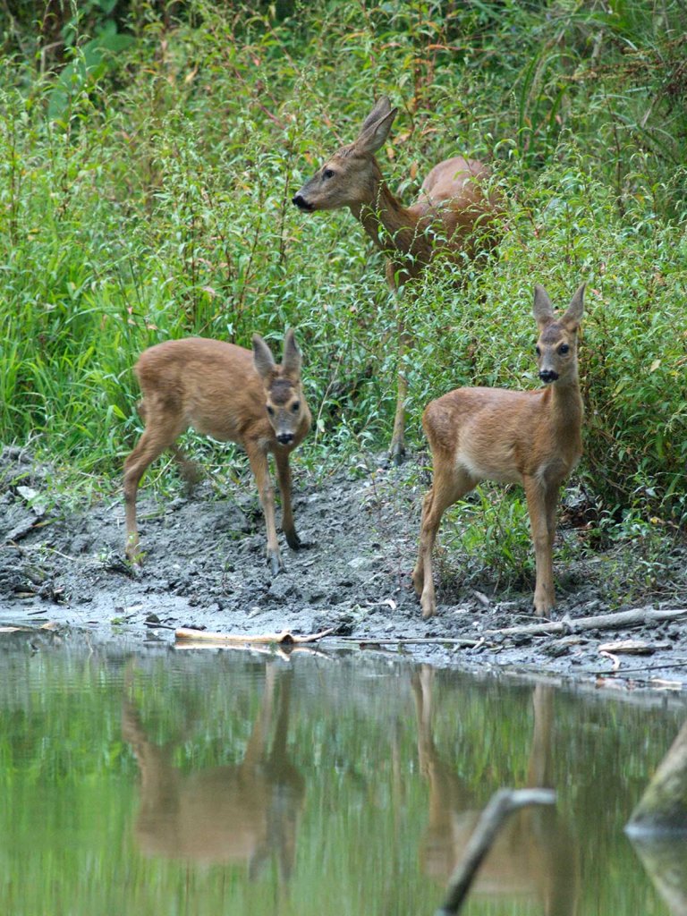 Schalenwild: Rehwild, JAGD ÖSTERREICH informiert