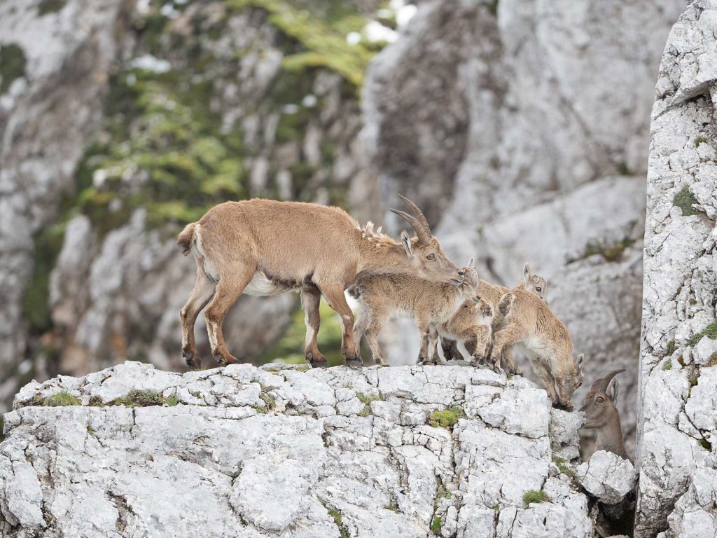 Steinwild, Steinbock - JAGD ÖSTERREICH informiert