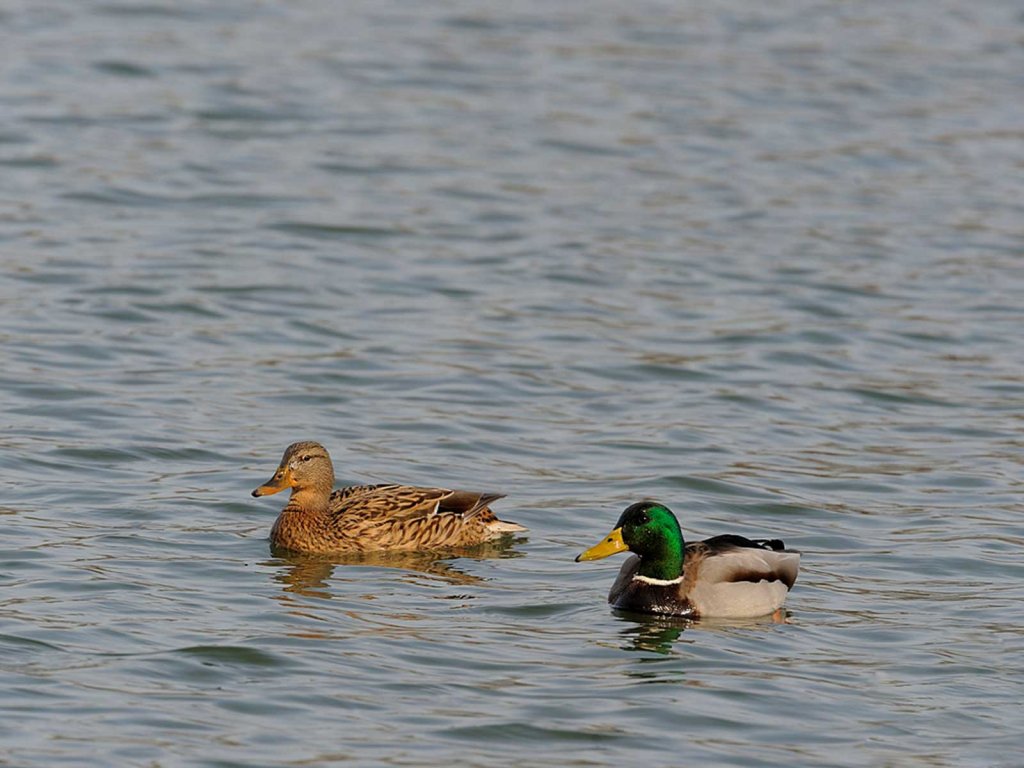 Federwild: Wildenten, Stockenten - JAGD ÖSTERREICH informiert