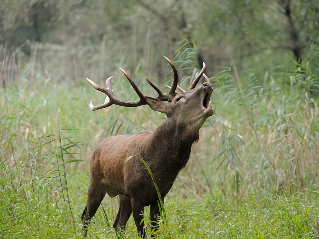 Schalenwild - Rotwild - Hirsch