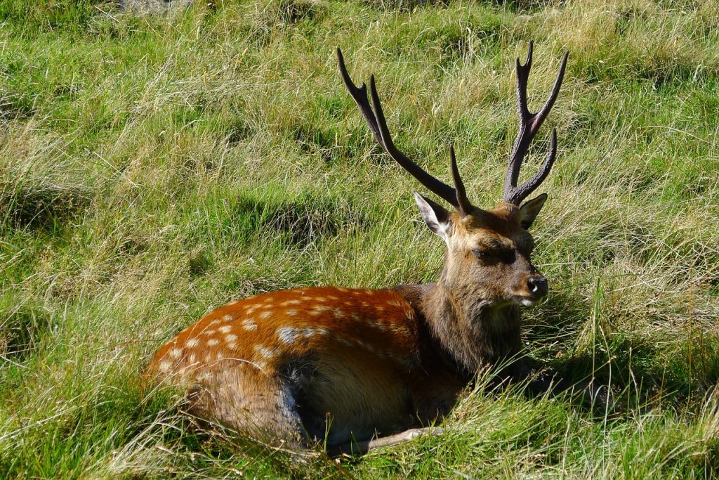 Sikahirsch_Pixabay
