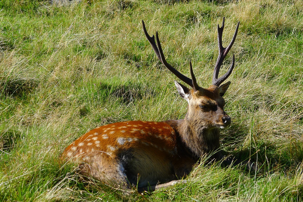 Sikahirsch_Pixabay Sikawild - Jagd Oesterreich informiert