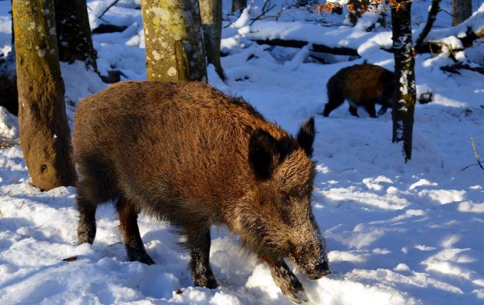 Schwarzwild, Wildschwein, Schweinepest - JAGD ÖSTERREICH informiert