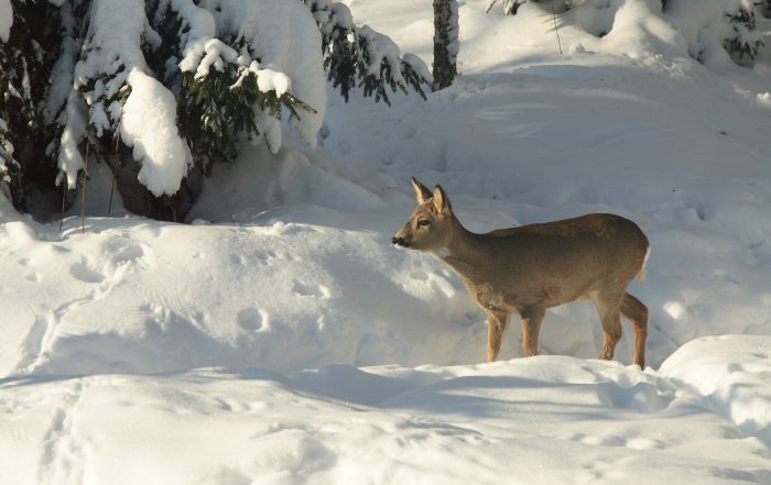 Was Hirsch und Reh im Winter brauchen: Forst& Jagd Dialog veröffnetlicht 6-Punkte-Plan: JAGD ÖSTERREICH informiert