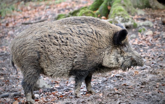Wildschwein im Wald - JAGD ÖSTERREICH informiert über Afrikanische Schweinepest beim Schwarzwild
