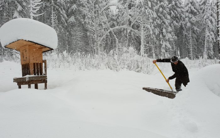 Wildtierfütterung: Jäger müssen täglich Fütterung betreuen