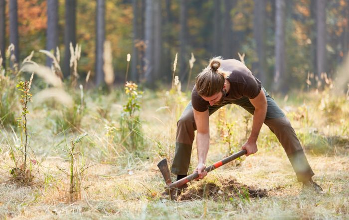 Waldarbeiter buddelt ein Pflanzloch für Setzlinge