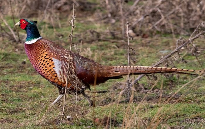 Fasan, Jagd Österreich