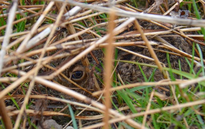 Junger Hase in Dickicht