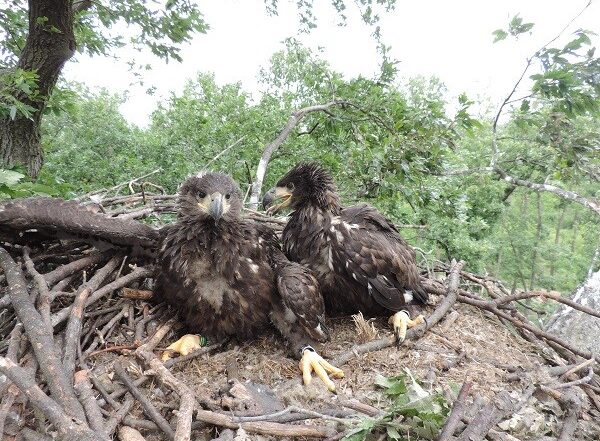 Seeadler mit Nachwuchs beobachten: Livestream - Jagd Österreich informiert