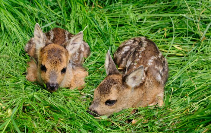 Kitzrettung, NÖ Jagdverband - JAGD ÖSTERREICH informiert Fliegen von Drohen für Rehkitzrettung 2024 erlaubt