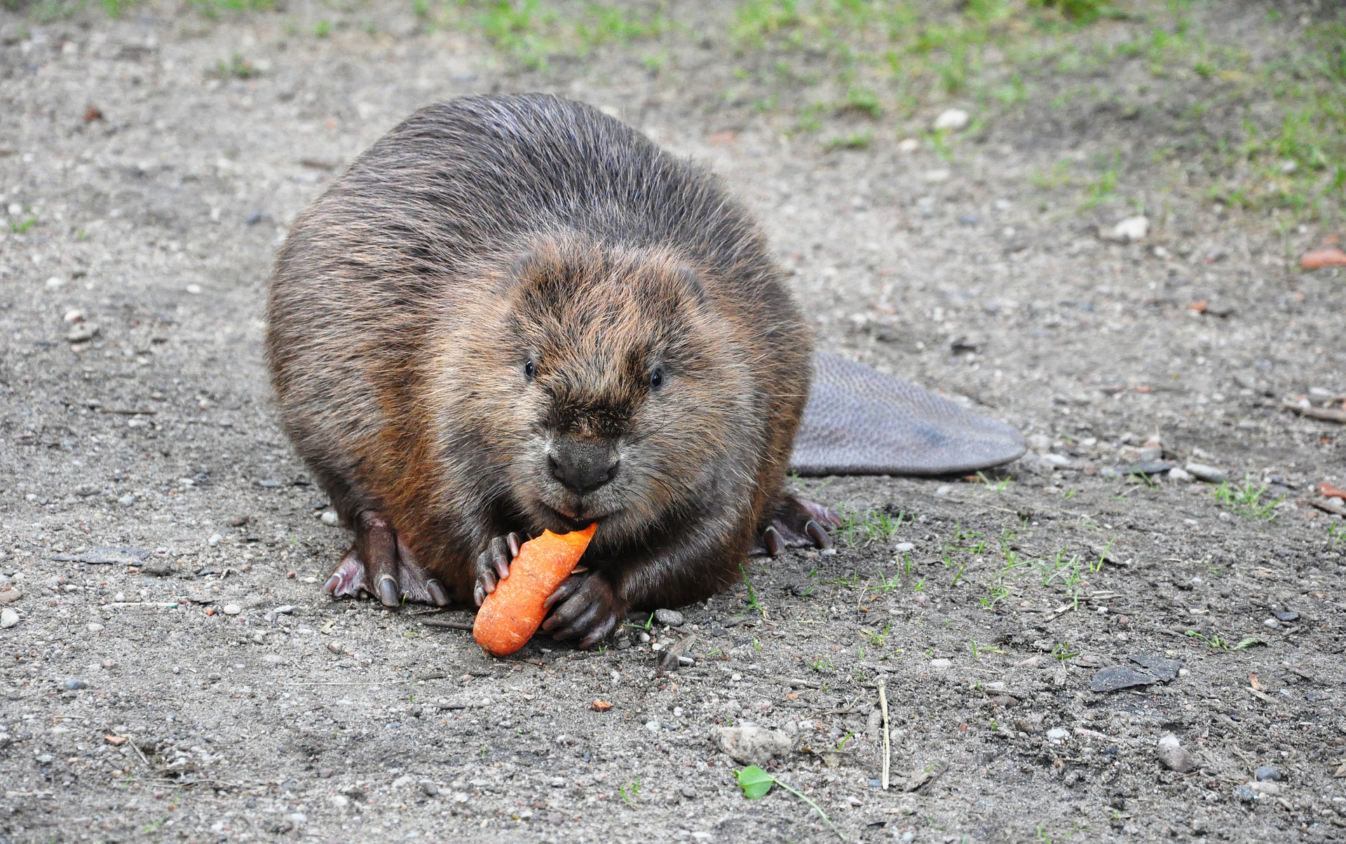 Hasenartige & Nagetiere: Biber