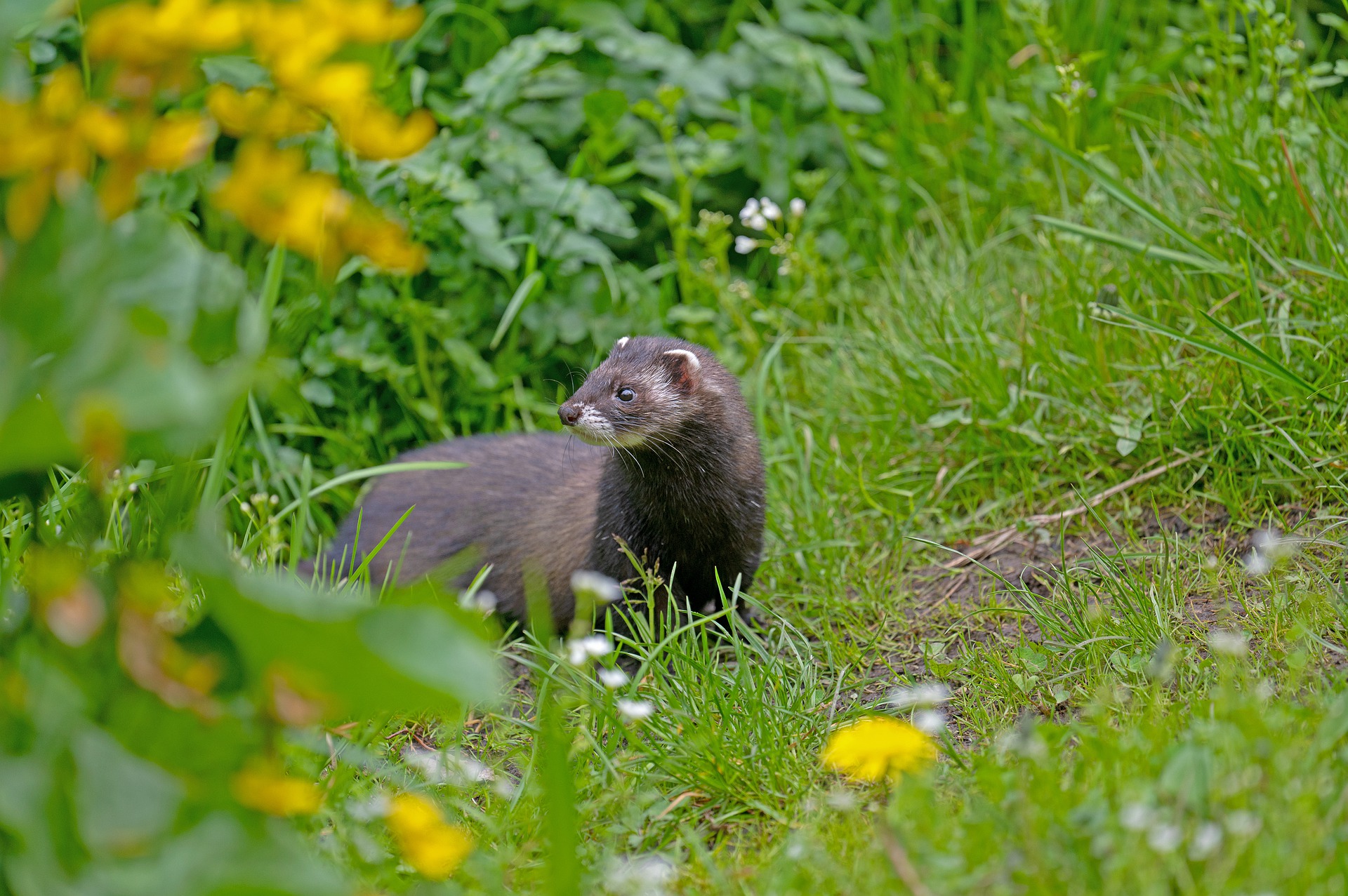 Raubwild: Iltis, JAGD ÖSTERREICH informiert