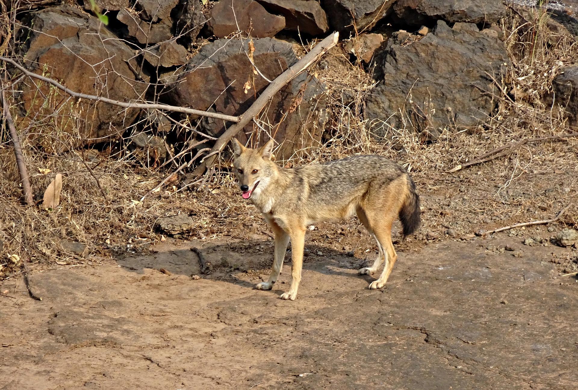 Raubwild: Goldschakal, JAGD ÖSTERREICH informiert