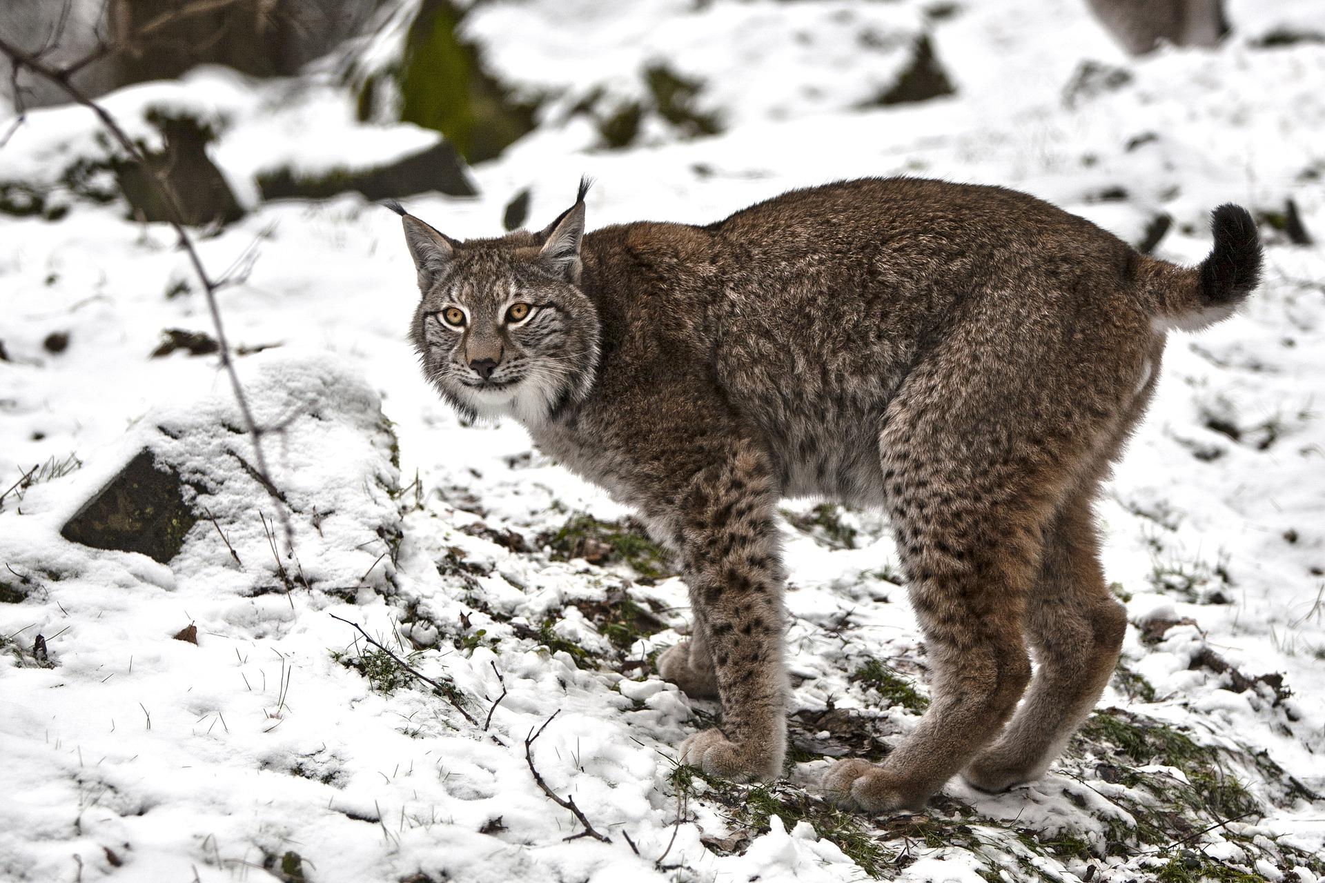 Raubwild - Luchs