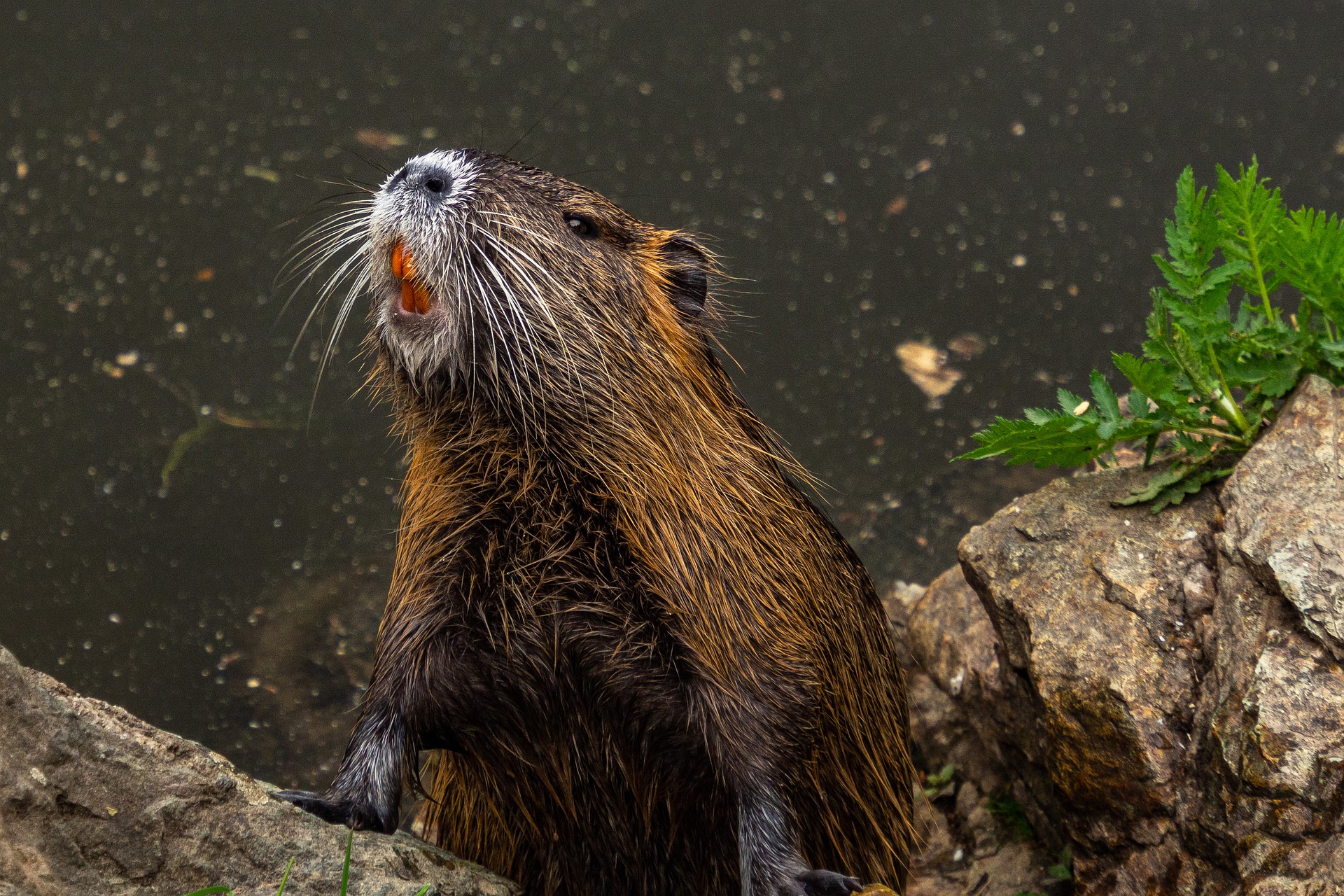 Hasenartige & Nagetiere: Nutria