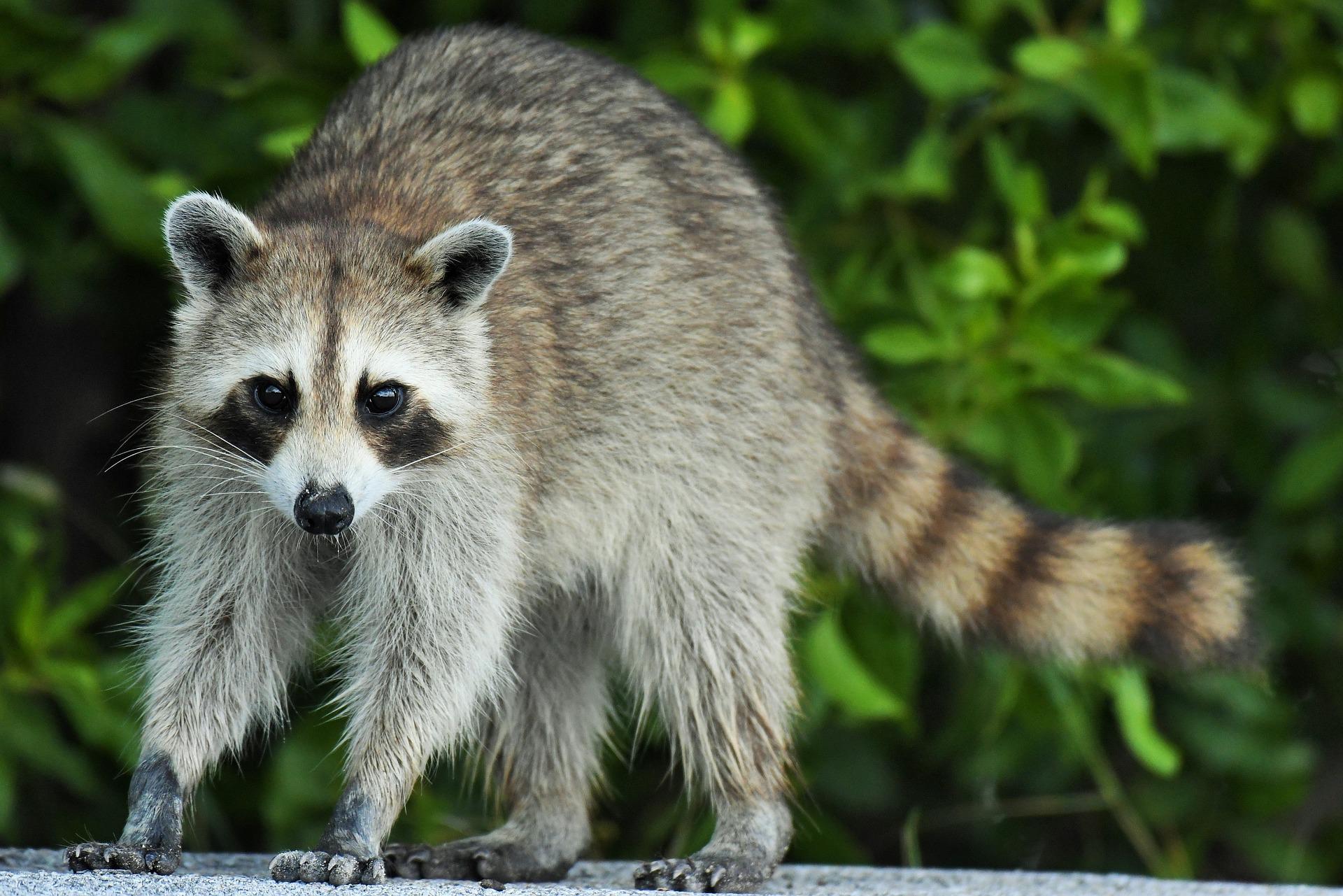 Raubwild: Waschbär, JAGD ÖSTERREICH informiert