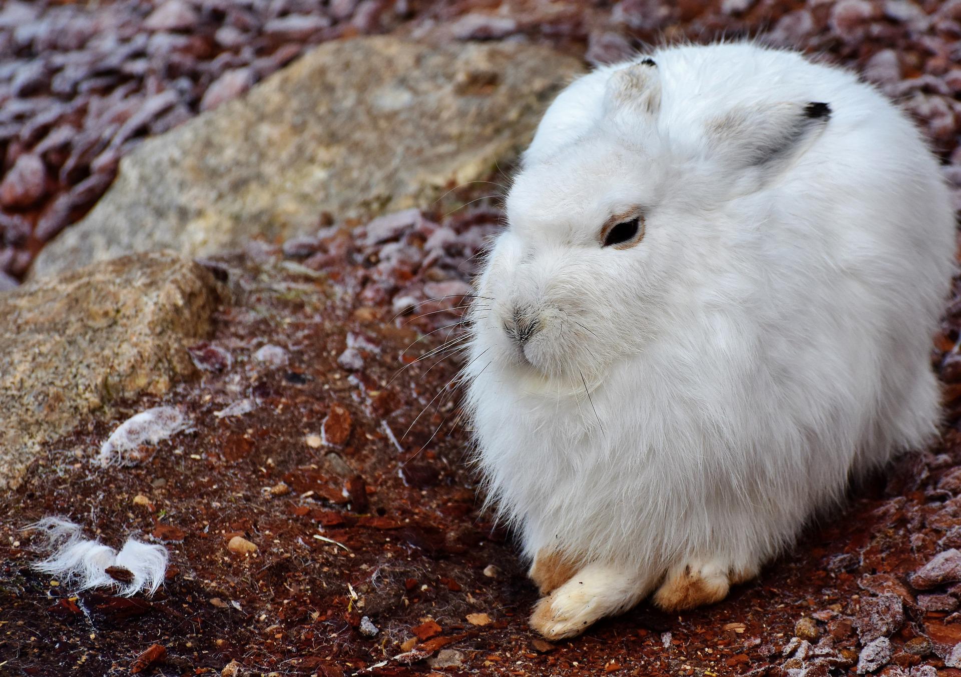 Hasenartige & Nagetiere: Schneehase