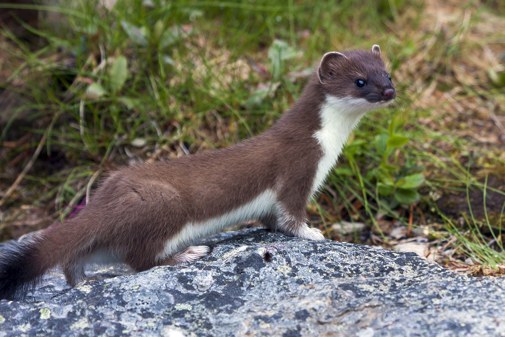 Raubwild: Großes Wiesel (Hermelin), JAGD ÖSTERREICH informiert