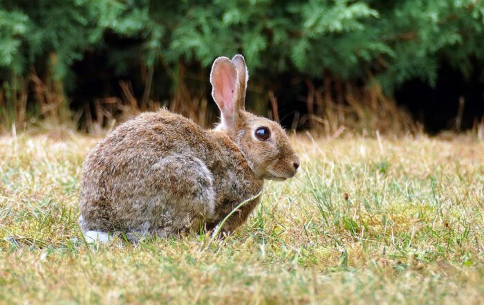 Hasenartige & Nagetierte: Wildkaninchen, Niederwild, JAGD ÖSTERREICH informiert