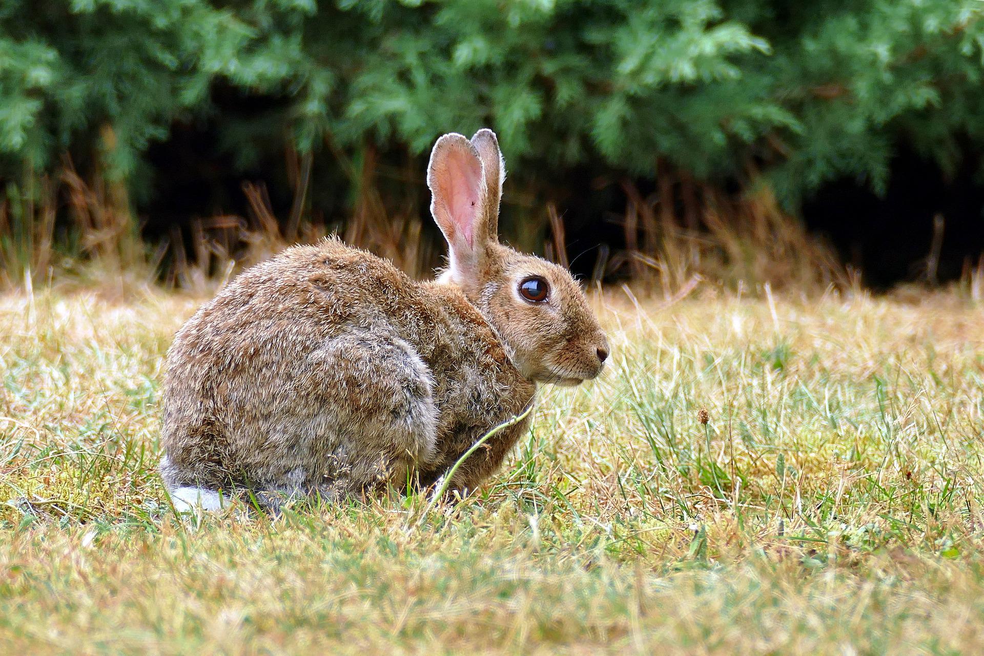 Hasenartige & Nagetierte: Wildkaninchen, Niederwild, JAGD ÖSTERREICH informiert