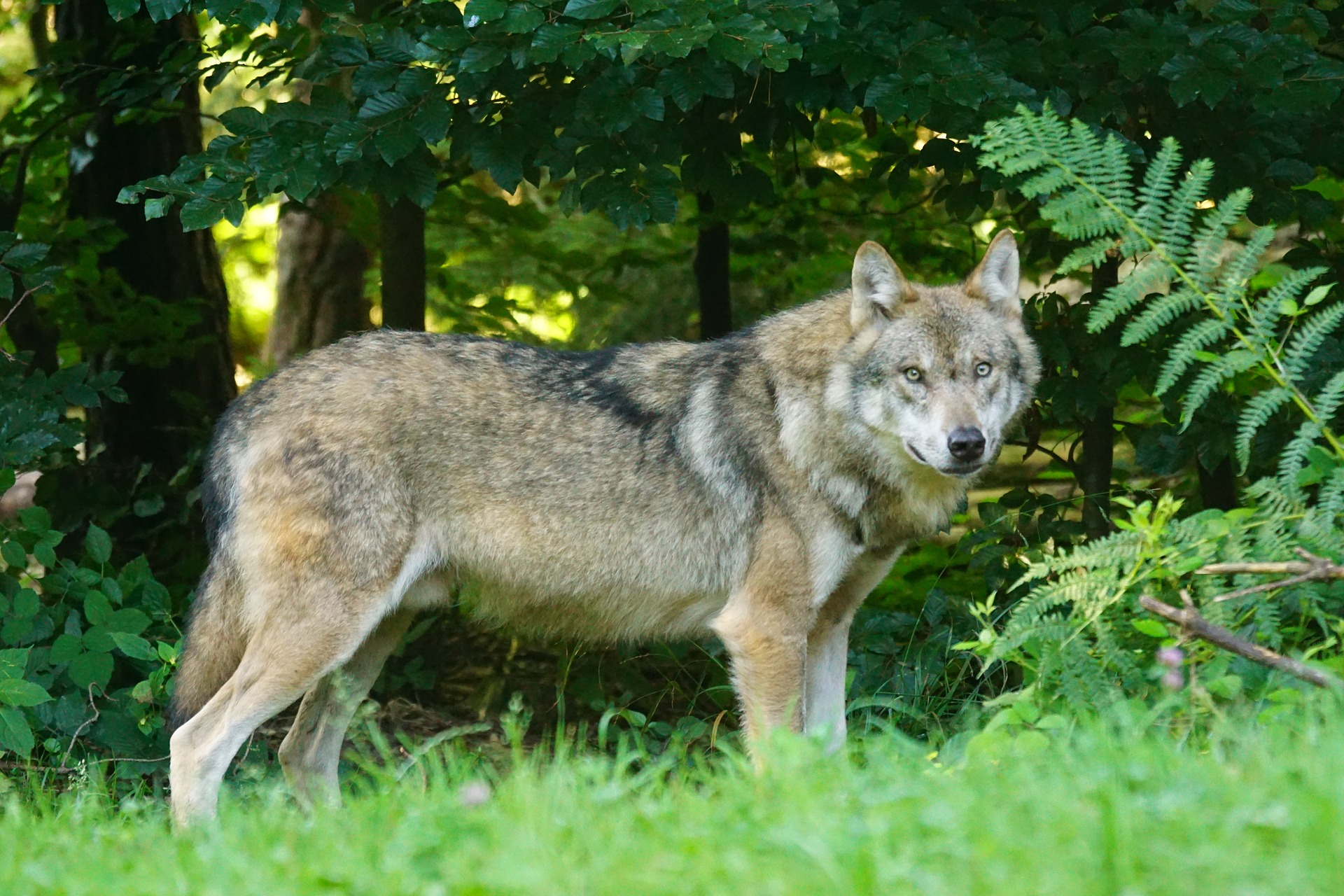 Raubwild: Wolf, JAGD ÖSTERREICH informiert