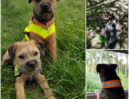 Border Terrier als Jagdhund bald auch in Österreich?