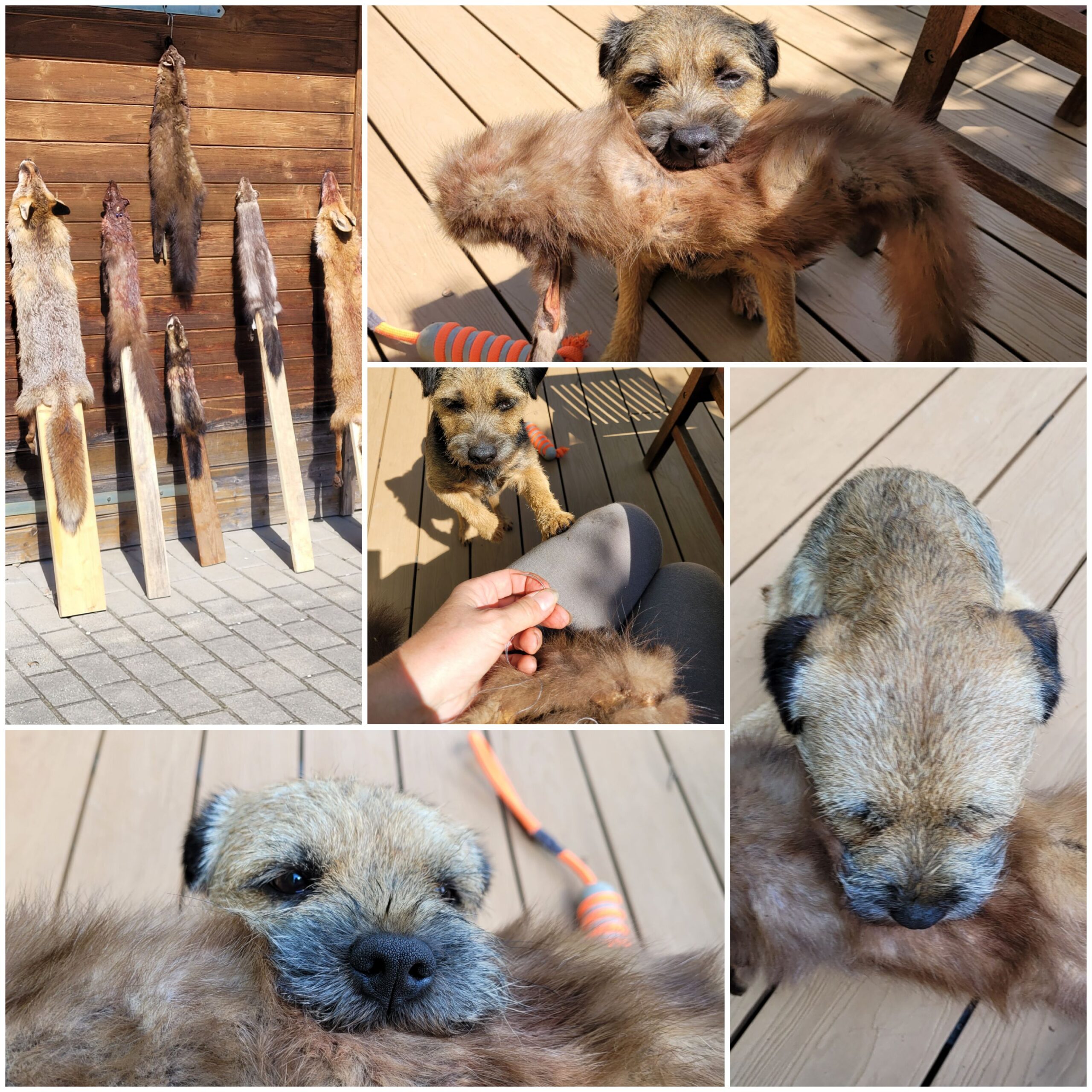 Border Terrier als Jagdhund - bald auch in Österreich?