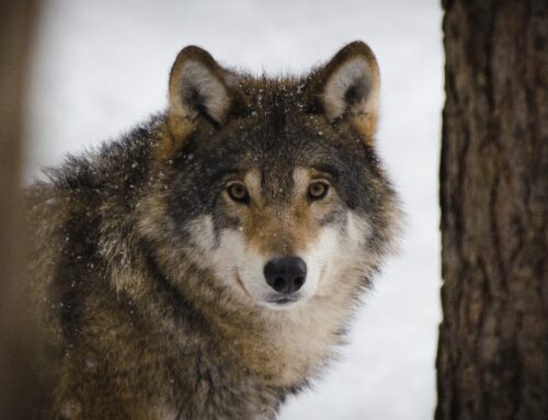 JAGD ÖSTERREICH: EU-Parlament will Anpassung des Wolf-Schutzstatus