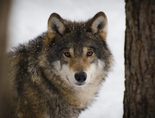 Wolf: EU-Rat bereitet Weg für besseres Management