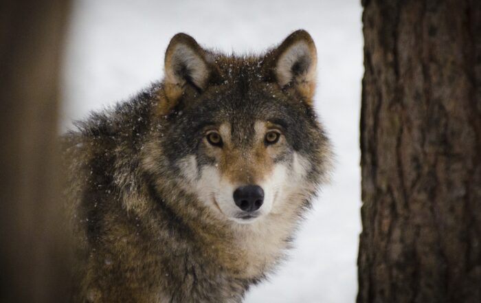 Anpassung des Wolf Schutzstatus - Abstimmung des EU-Parlaments, JAGD ÖSTERREICH informiert