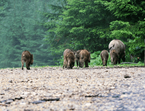 Tierseuchen: Jägerschaft hat Früherkennungskompetenz