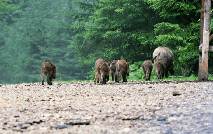 Wildschweinrotte im Frühling, Wildschwein Nachwuchs: JAGD ÖSTERREICH & OÖ Jägerschaft informiert