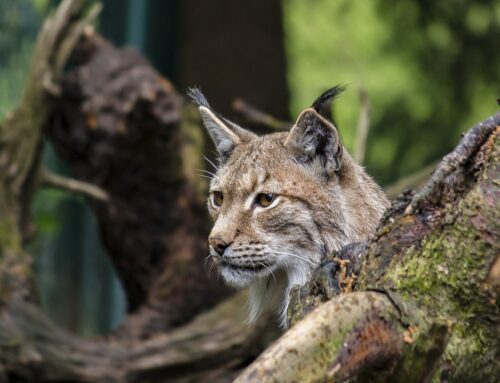 Jagd Österreich verurteilt illegalen Luchsabschuss in Kärnten