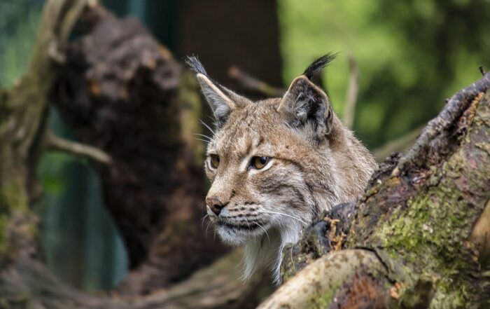 Jagd Österreich verurteilt illegalen Luchsabschuss