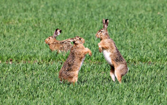 Feldhasen (by) Christopher Böck: Todesgefahr im Osternest - Jagd Österreich informiert