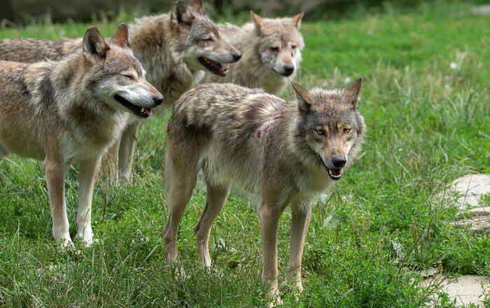 Schutzstatus von Wölfen in der EU abgesenkt - JAGD ÖSTERREICH informiert
