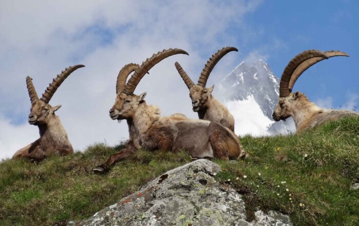 Fachausschuss Steinwild von Kärntner Jägerschaft neu gegründet: JAGD ÖSTERREICH informiert