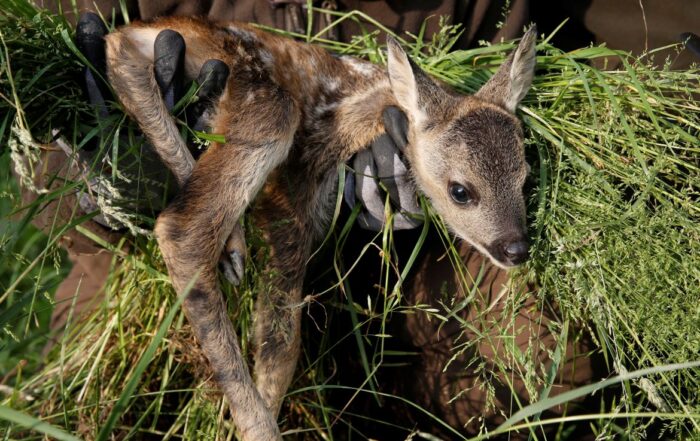 Rehkitzrettung - JAGD ÖSTERREICH informiert