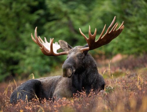 Der Elch ist los: Jagd Österreich bittet um Verständnis für die Natur des Wildtieres