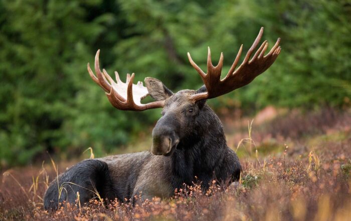 Der Elch ist los - JAGD ÖSTERREICH informiert